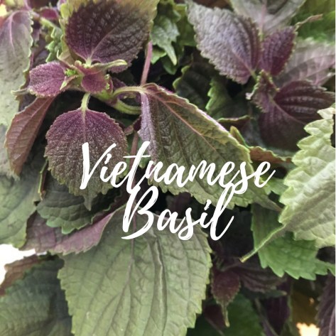 Vietnamese Basil